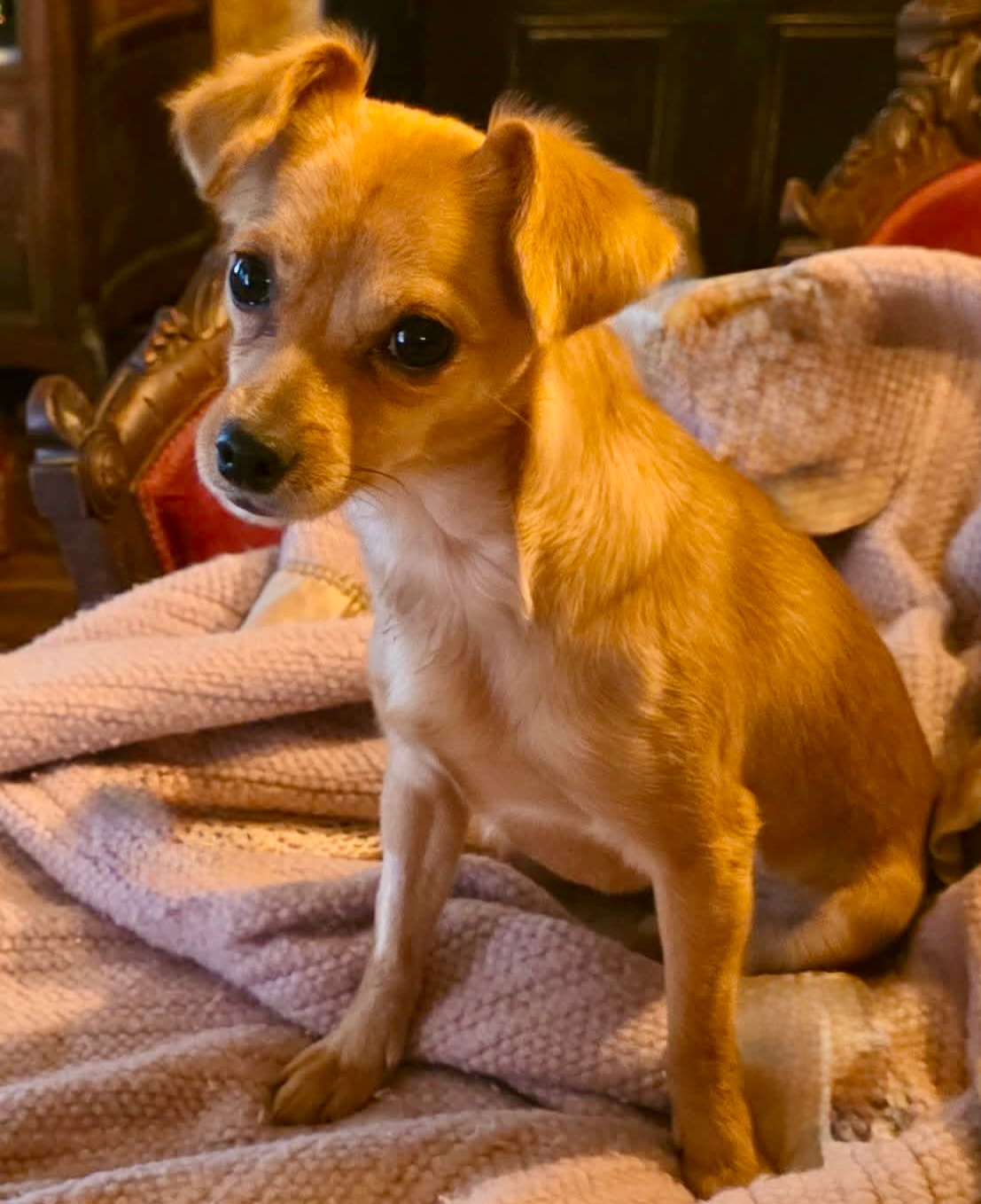 Adora — Chihuahua (Short-haired) available for adoption