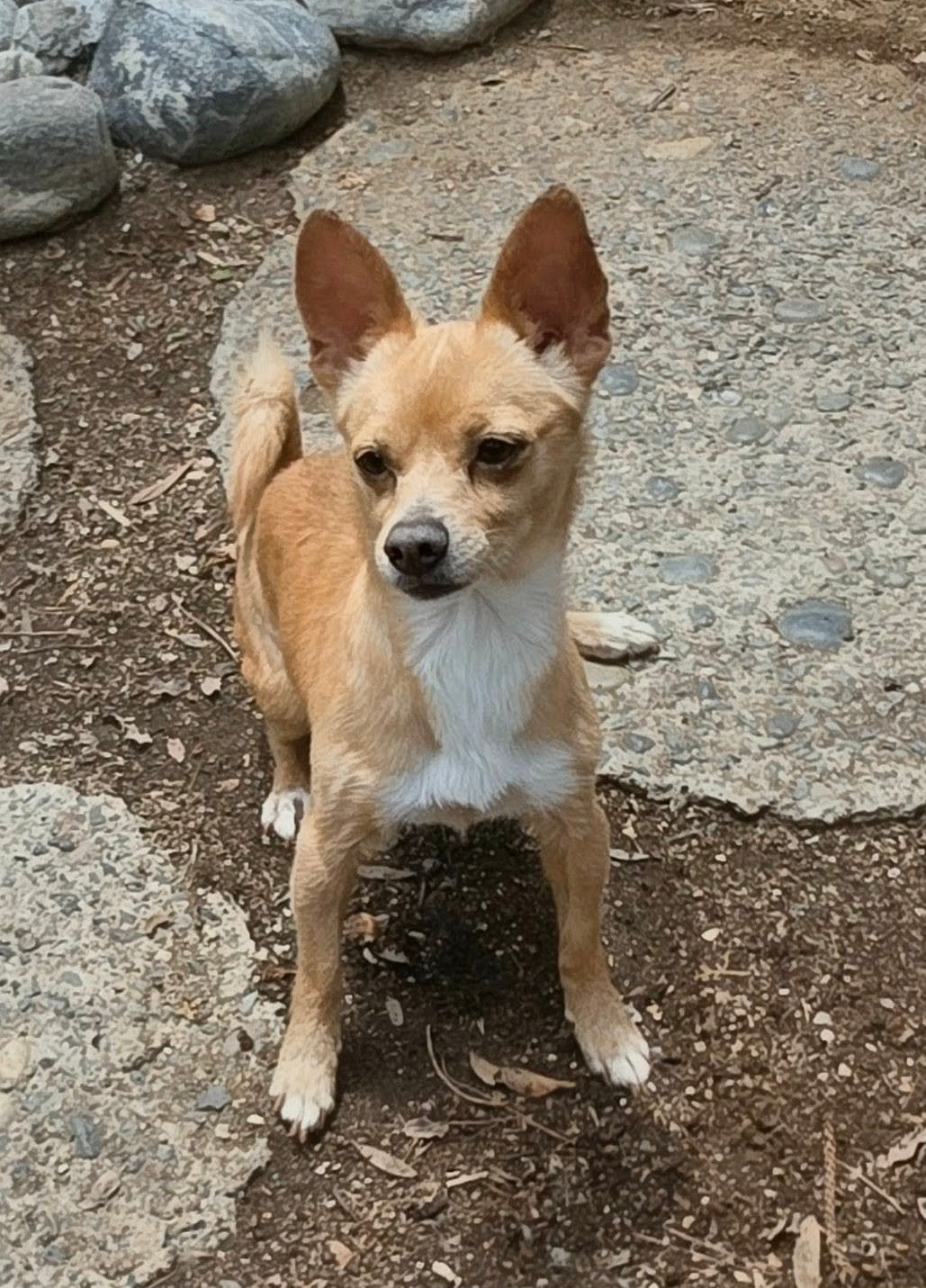 Nyx — Chihuahua (Smooth coat) available for adoption